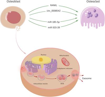 Exosome mediated biological functions within skeletal microenvironment